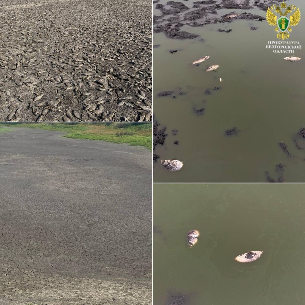Массовая гибель рыбы в Старооскольском округе из-за незаконной дамбы
