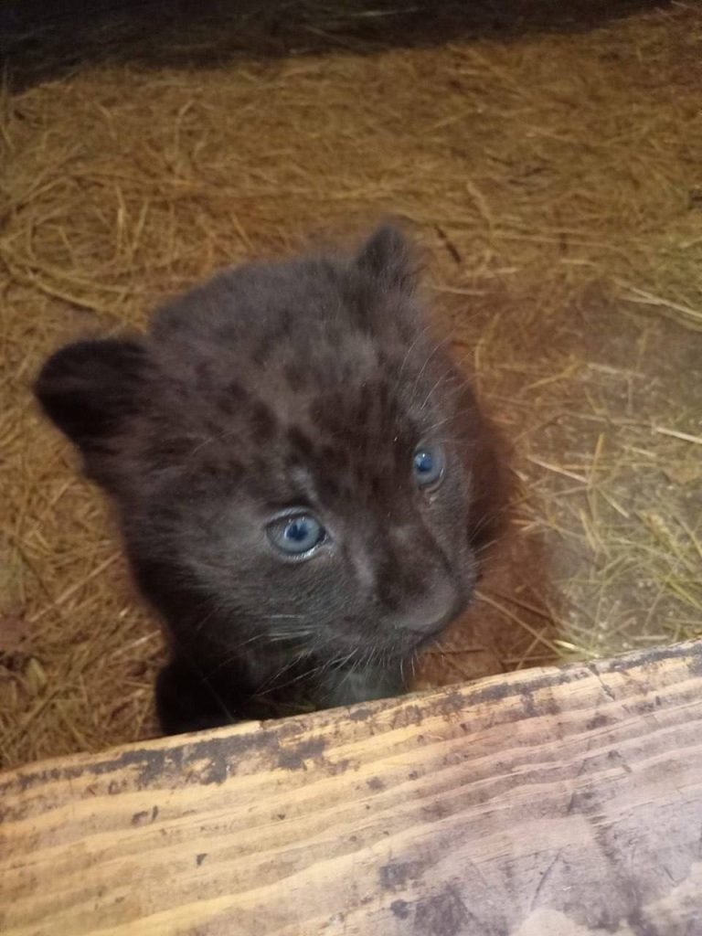 Чёрная пантера пополнила коллекцию Белгородского зоопарка