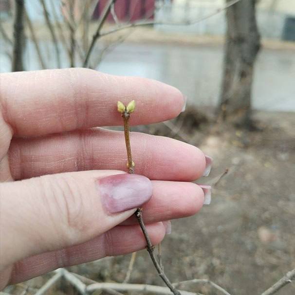 Аномально тёплая зима в России может привести к потере урожая плодовых культур