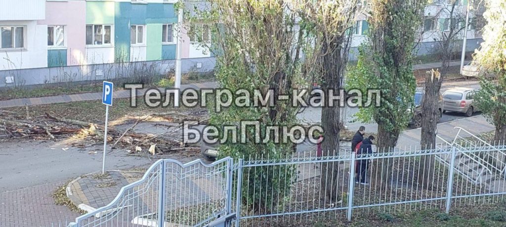 Дерево рухнуло на припаркованный автомобиль на улице Некрасова в Белгороде