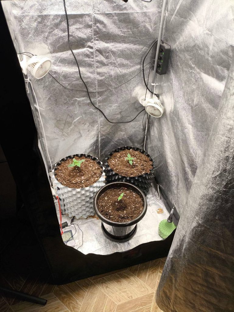 В Старом Осколе задержан мужчина, выращивавший коноплю в домашних условиях