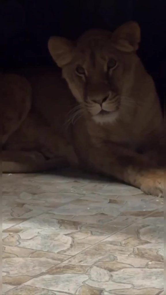 Львица Киара из Белгорода обрела новый дом в Минске