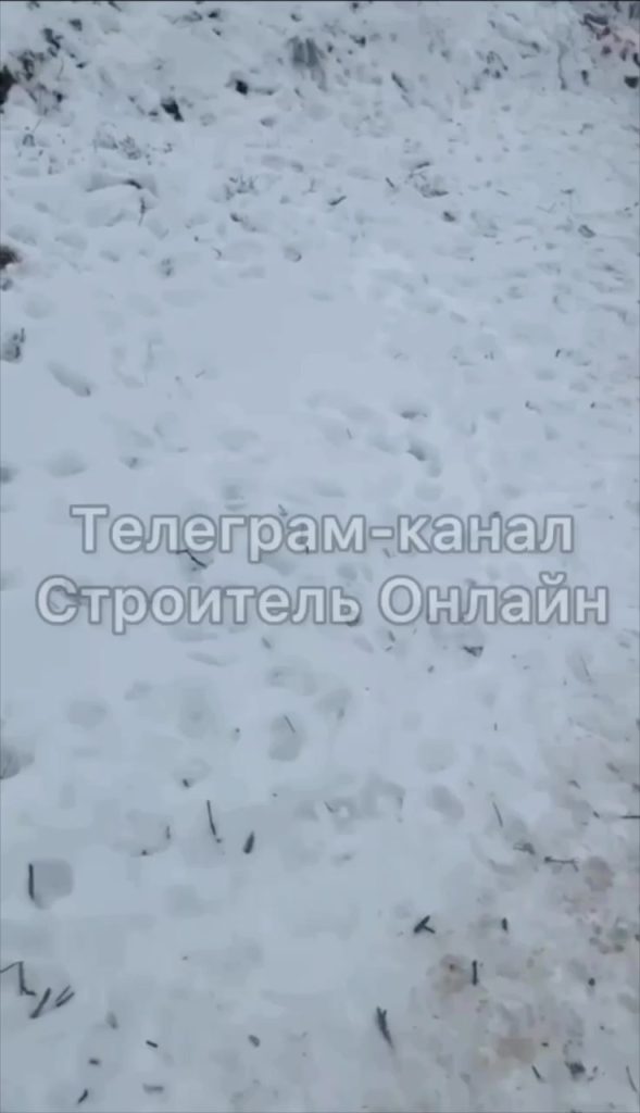 Жестокое убийство собак в Томаровке: жители требуют реакции властей