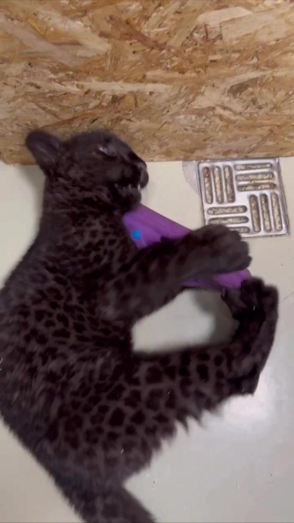 Маленькая Багира нашла новое развлечение — коллекционирует гостевые тапочки