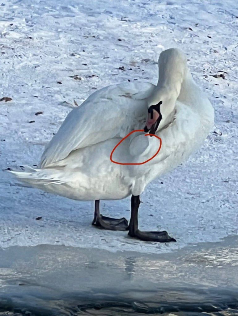 Трагическая судьба лебедя, оставшегося зимовать в Белгороде