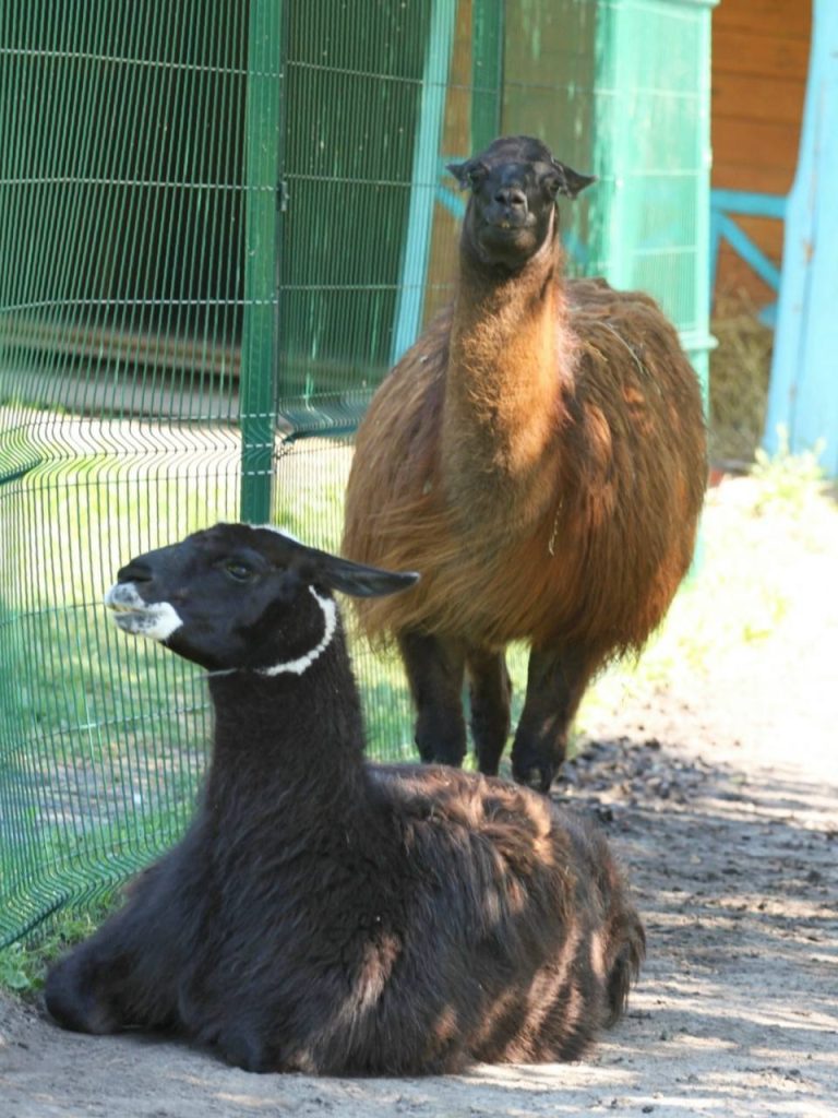 В Белгородском зоопарке родилась лама