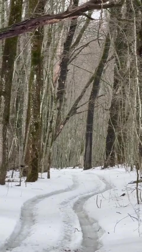 Трёх лосей одновременно заметили в заповеднике «Белогорье»
