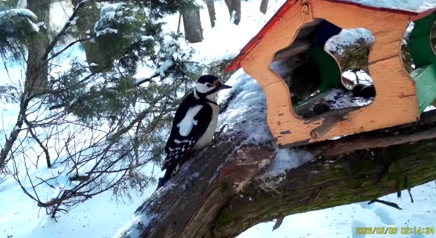 Пернатый разбойник: как сойка отобрала обед у дятла в заповеднике «Белогорье»