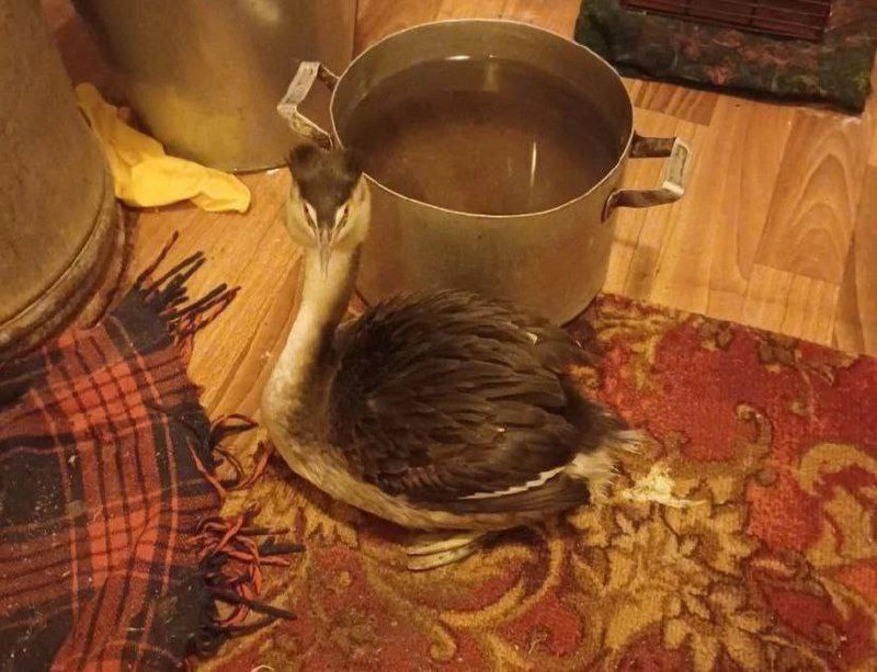 Чомгу, птицу 2026 года, спасли от холода в белгородском селе