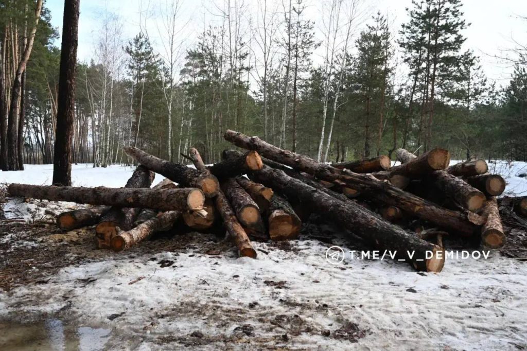 Губернатор Белгородской области оспорил данные о вырубке деревьев в Сосновке