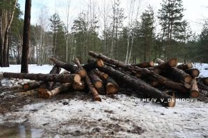 Губернатор Белгородской области оспорил данные о вырубке деревьев в Сосновке