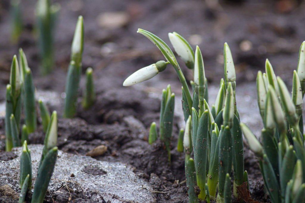 Первые подснежники распустились в Разумном