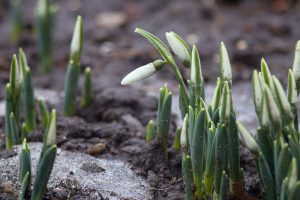 Первые подснежники распустились в Разумном