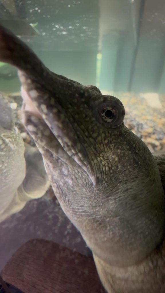 В белгородском зоопарке поселился китайский трионикс по кличке Тиша