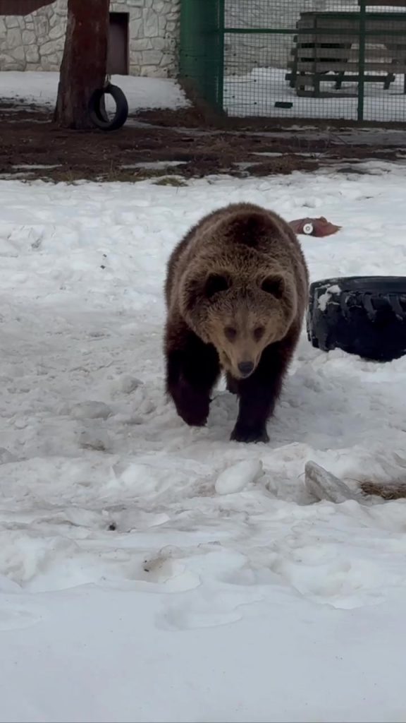 Медведицы Белгородского зоопарка официально встретили весну
