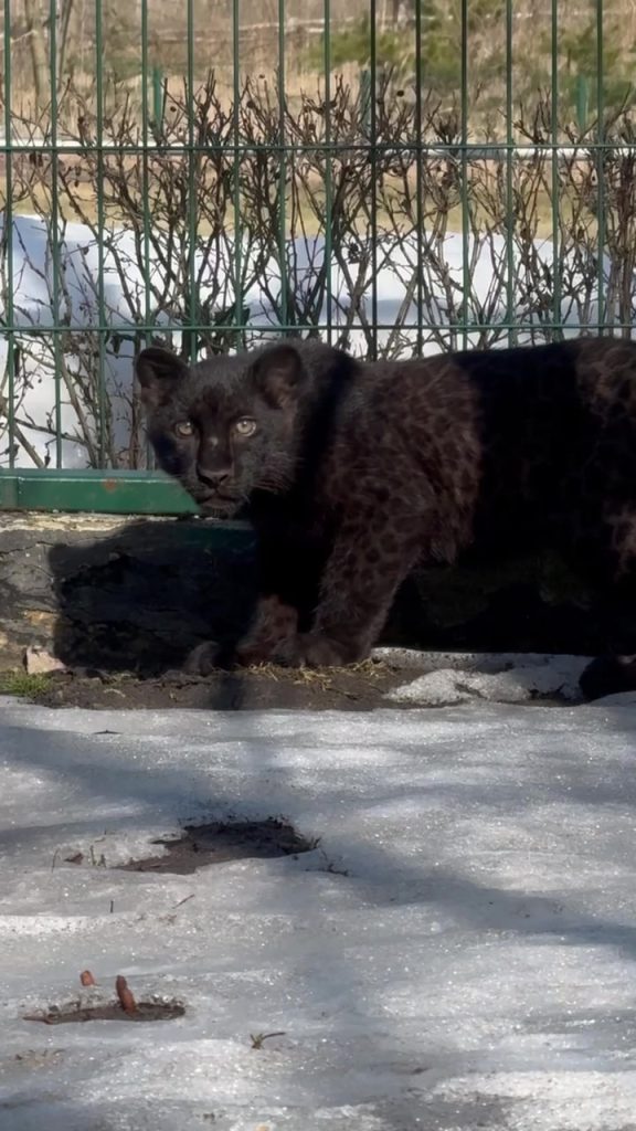 Пантера Багира из Белгородского зоопарка впервые вышла в новый вольер