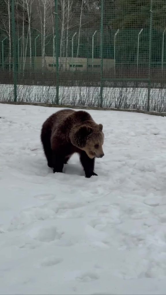 Медведица Манюня из Белгородского зоопарка взялась за утреннюю зарядку