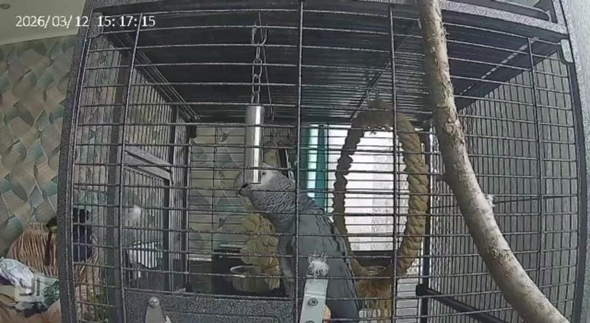 Белгородский попугай выучил тревожное оповещение о ракетной опасности