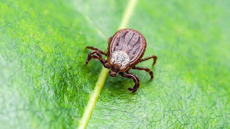 Клещи активизировались раньше обычного срока