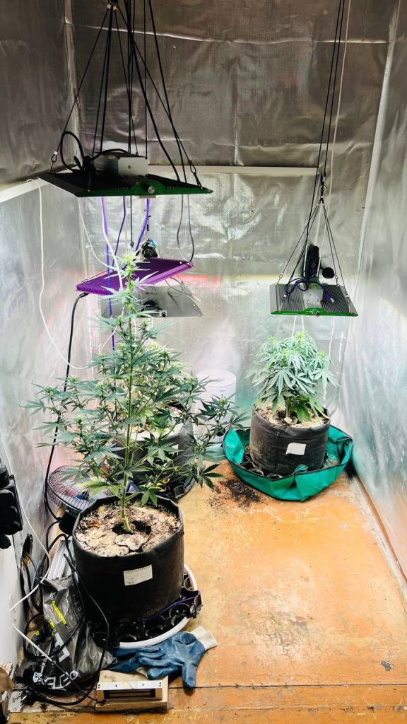 В Старом Осколе задержан организатор домашней плантации конопли