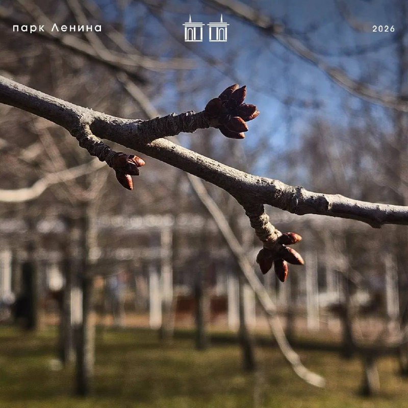 Весеннее пробуждение: знаменитые сакуры парка Ленина готовятся к цветению