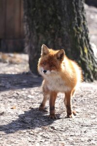 Весеннее пробуждение обитателей Белгородского зоопарка