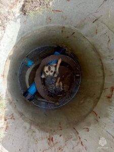 Спасатели в Волоконовке вызволили собаку из глубокого канализационного колодца