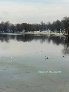 Лебеди вернулись в белгородский парк «Берега» с наступлением тепла