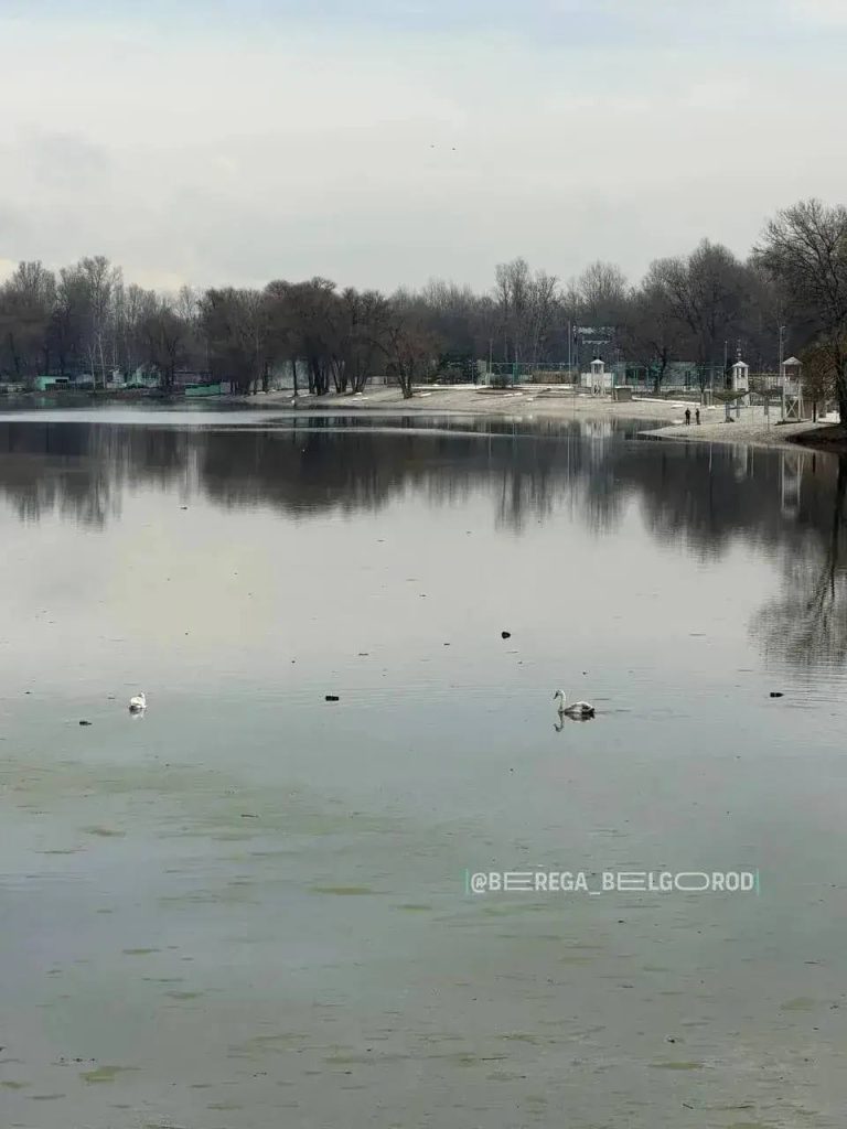 Лебеди вернулись в белгородский парк «Берега» с наступлением тепла