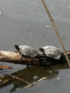 Весеннее пробуждение: две черепахи вышли из спячки в парке Победы