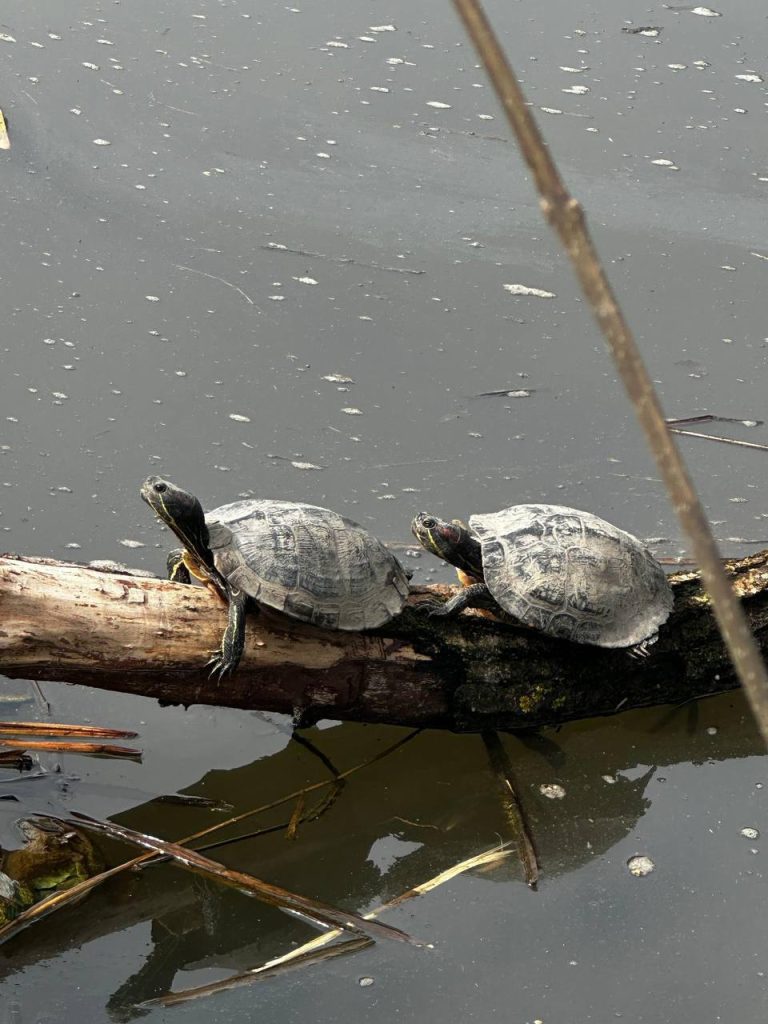 Весеннее пробуждение: две черепахи вышли из спячки в парке Победы