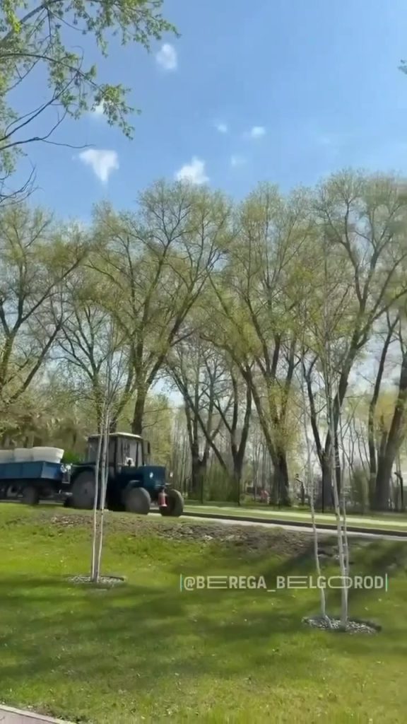 На городской пляж вернули пальмы: южный шарм для белгородцев