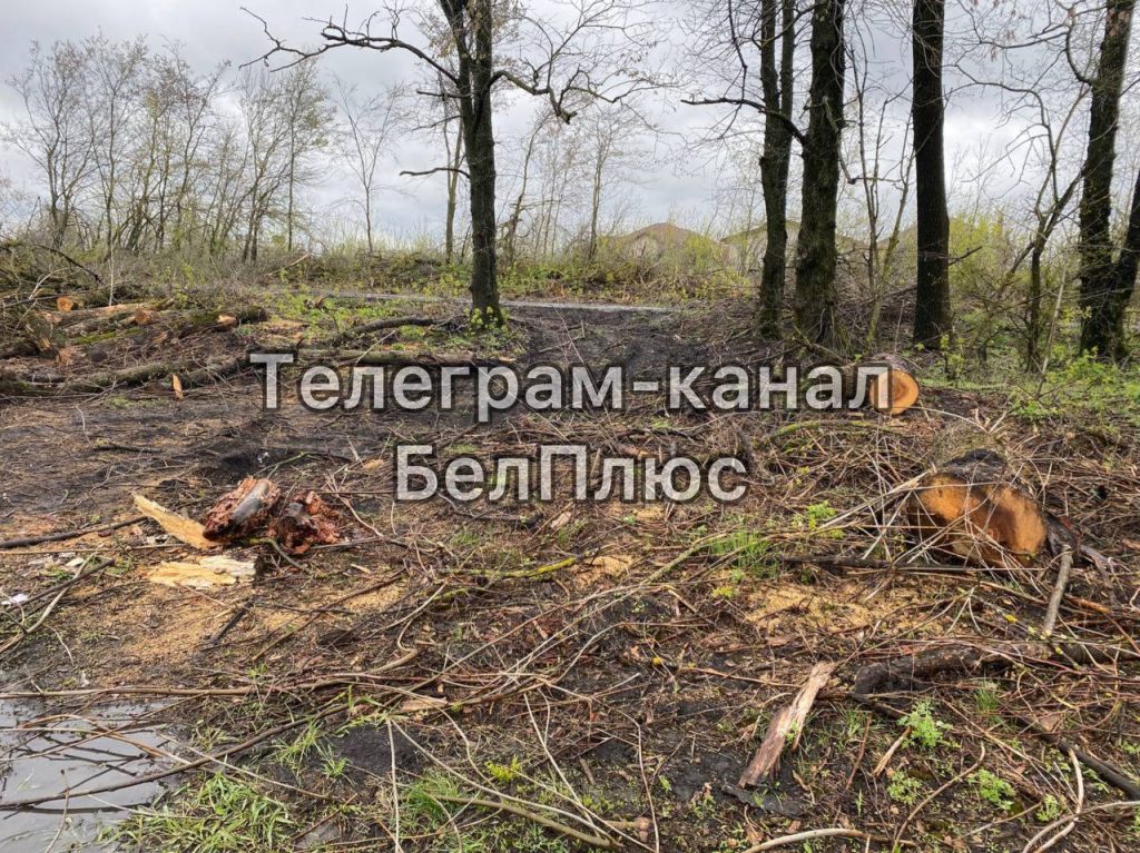 Жители Белгорода обеспокоены вырубкой деревьев на «Тропе здоровья»